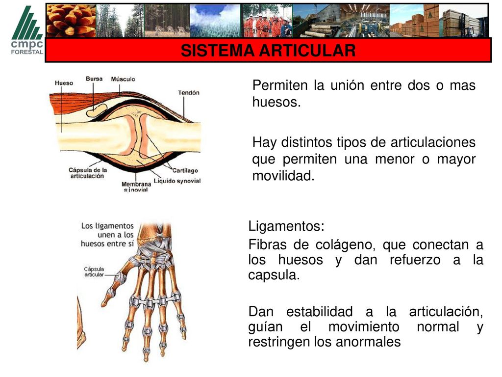 SISTEMA ARTICULAR Permiten la unión entre dos o mas huesos. Hay distintos tipos de articulaciones que permiten una menor o mayor movilidad.