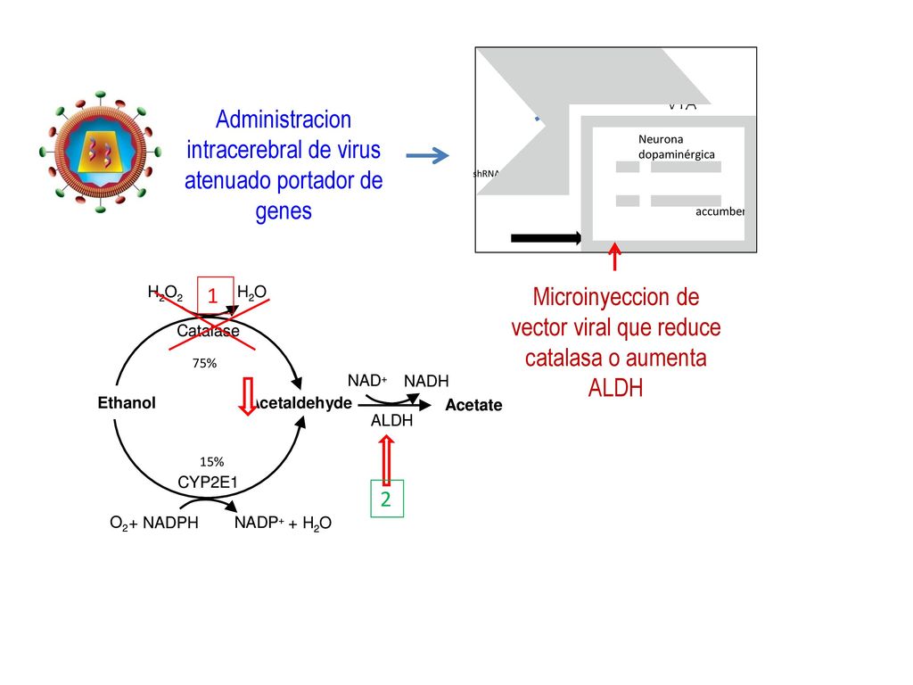 Administracion intracerebral de virus atenuado portador de genes