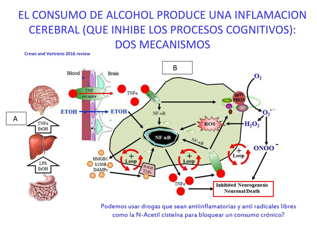EL CONSUMO DE ALCOHOL PRODUCE UNA INFLAMACION CEREBRAL (QUE INHIBE LOS PROCESOS COGNITIVOS): DOS MECANISMOS
