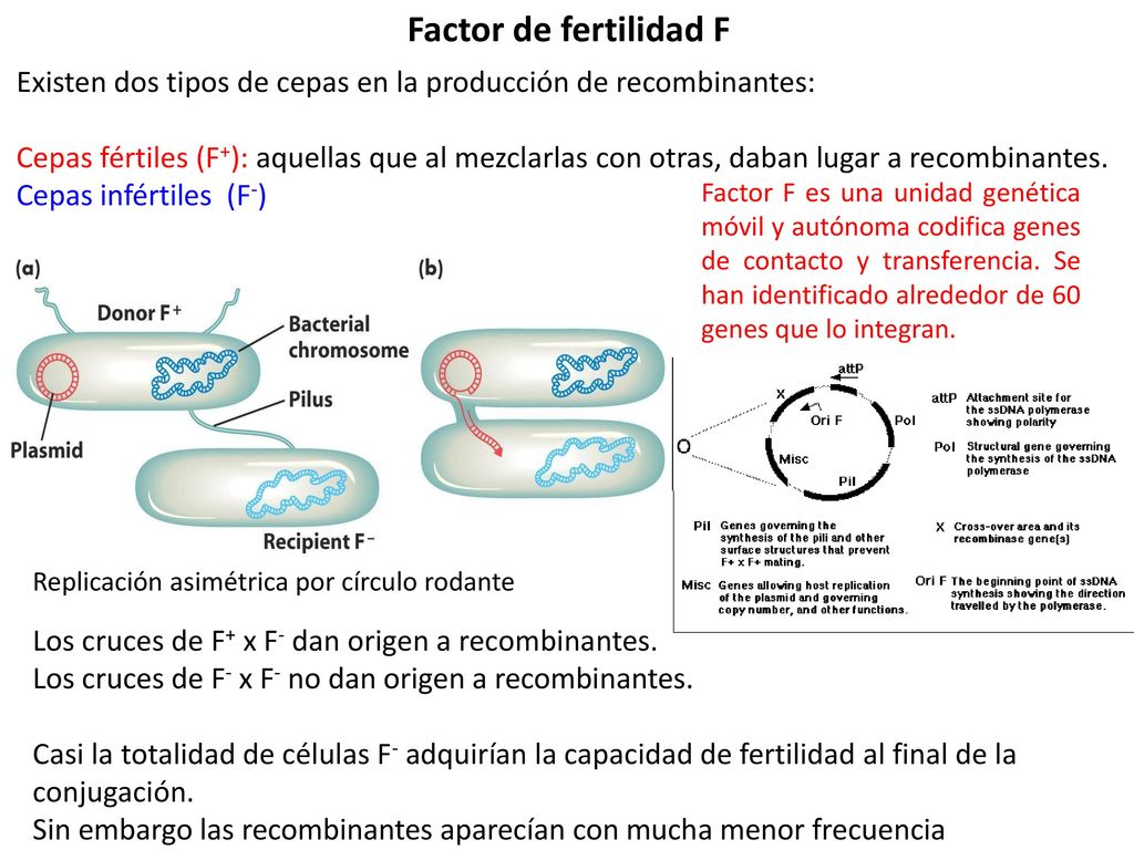 Factor de fertilidad F Existen dos tipos de cepas en la producción de recombinantes:
