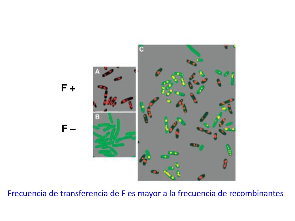 Frecuencia de transferencia de F es mayor a la frecuencia de recombinantes