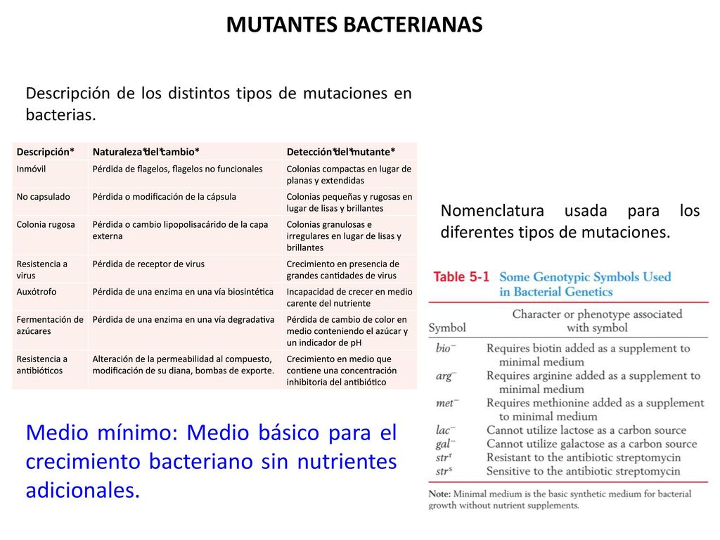 MUTANTES BACTERIANAS Descripción de los distintos tipos de mutaciones en bacterias. Nomenclatura usada para los diferentes tipos de mutaciones.