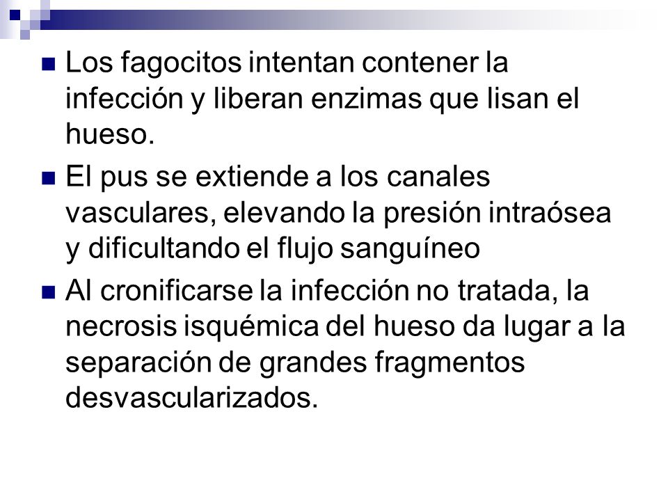 Los fagocitos intentan contener la infección y liberan enzimas que lisan el hueso.