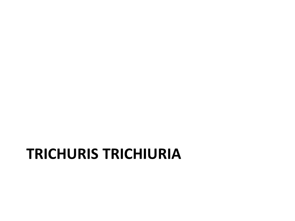 Trichuris trichiuria