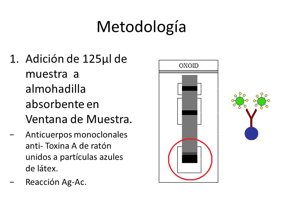 Metodología Adición de 125µl de muestra a almohadilla absorbente en Ventana de Muestra.
