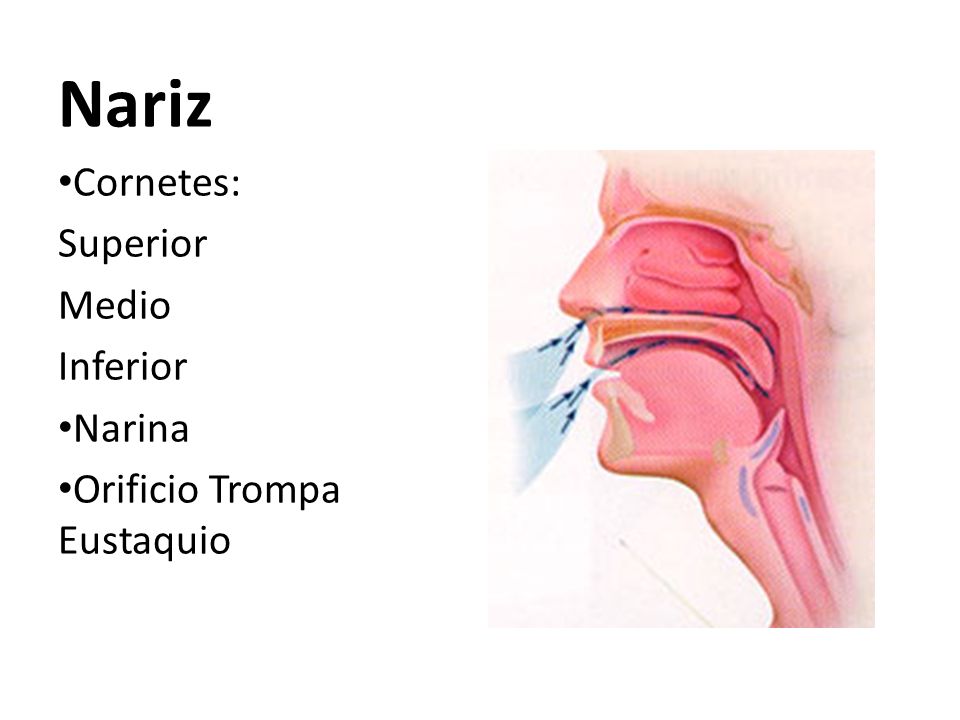 Nariz Cornetes: Superior Medio Inferior Narina