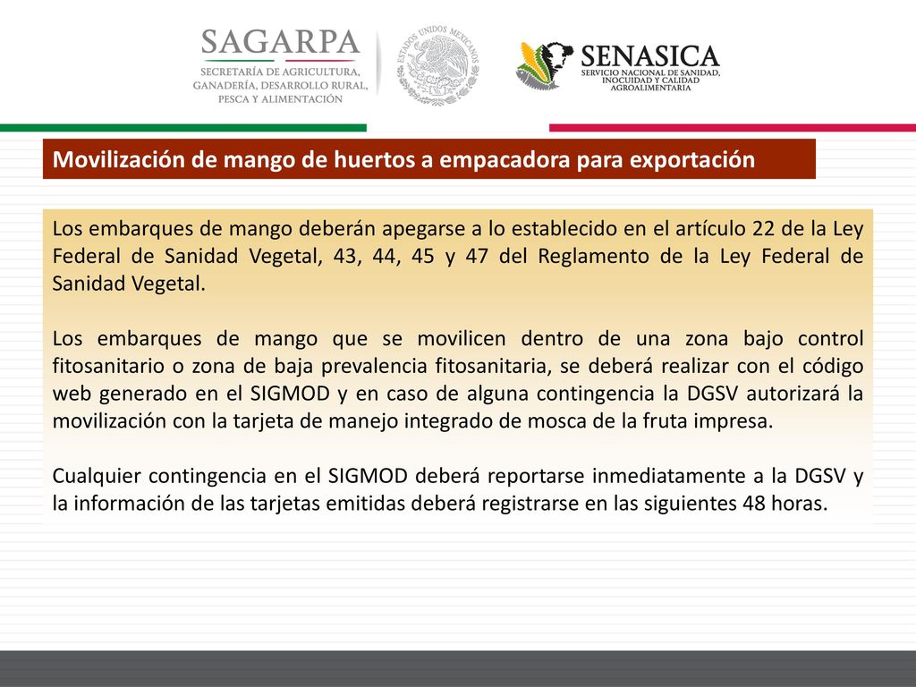Movilización de mango de huertos a empacadora para exportación