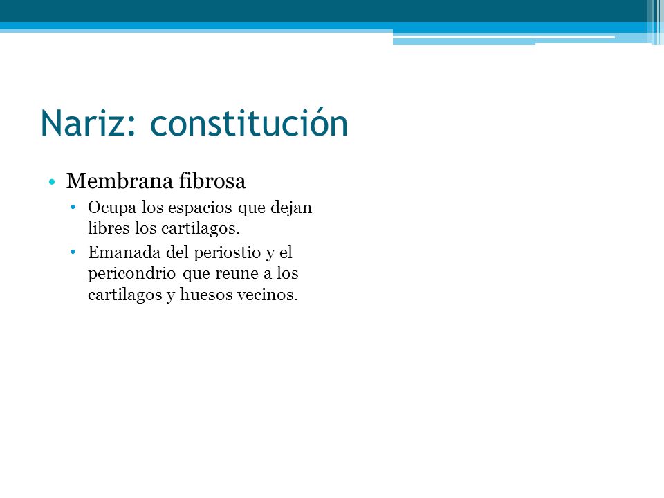 Nariz: constitución Membrana fibrosa