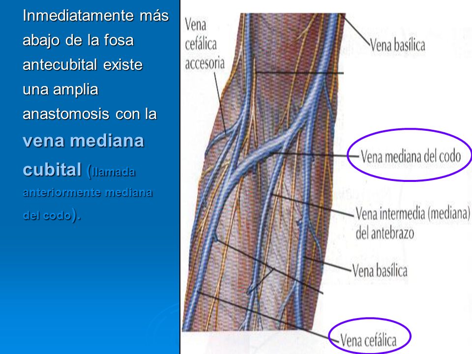 Inmediatamente más abajo de la fosa antecubital existe una amplia anastomosis con la vena mediana cubital (llamada anteriormente mediana del codo).