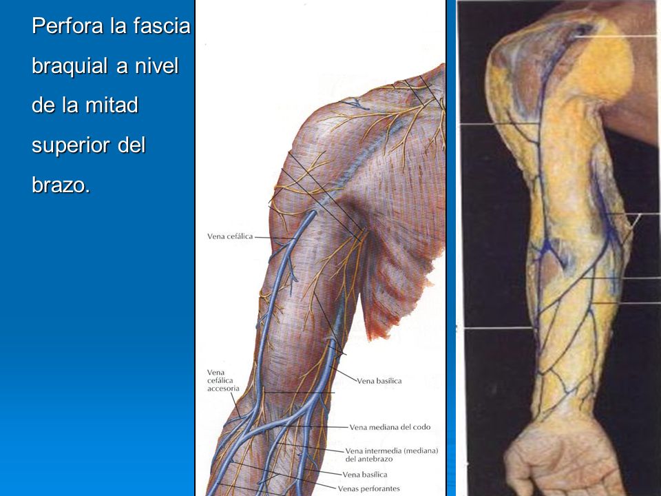 Perfora la fascia braquial a nivel de la mitad superior del brazo.
