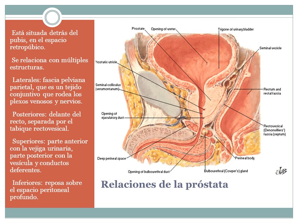 relaciones de la próstata anatomía)
