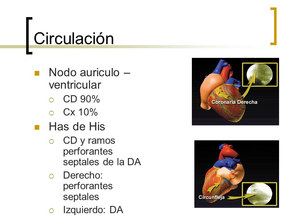 Circulación Nodo auriculo – ventricular Has de His CD 90% Cx 10%