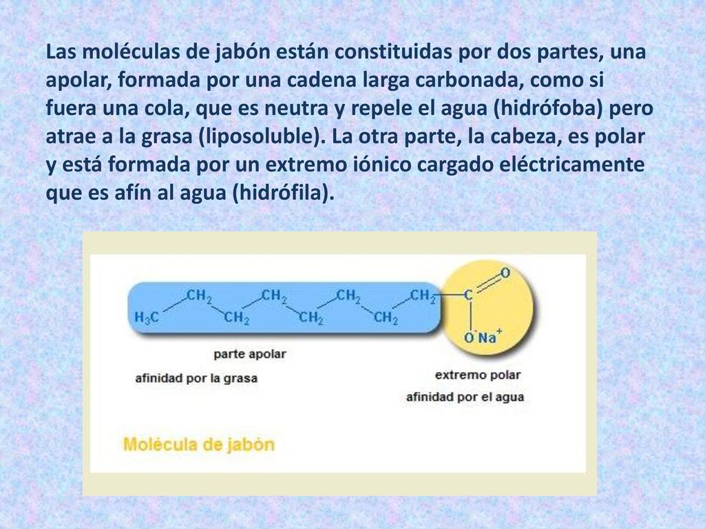 Las moléculas de jabón están constituidas por dos partes, una apolar, formada por una cadena larga carbonada, como si fuera una cola, que es neutra y repele el agua (hidrófoba) pero atrae a la grasa (liposoluble).
