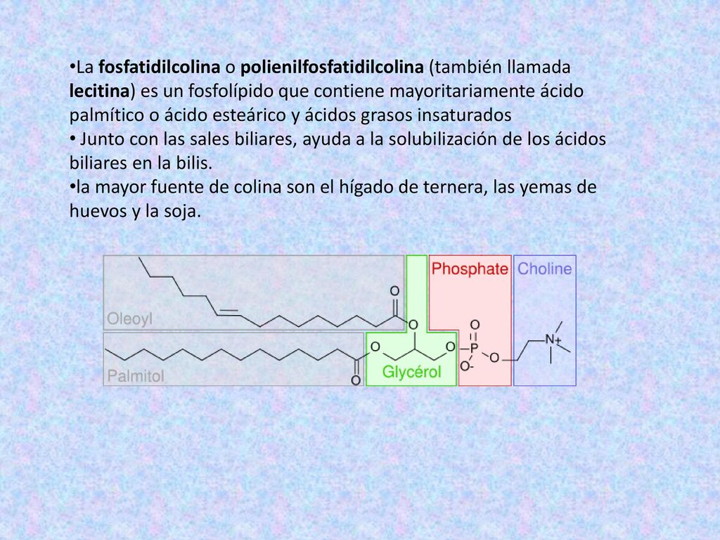 La fosfatidilcolina o polienilfosfatidilcolina (también llamada lecitina) es un fosfolípido que contiene mayoritariamente ácido palmítico o ácido esteárico y ácidos grasos insaturados