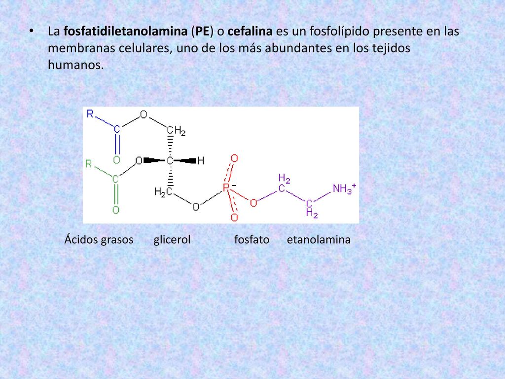 La fosfatidiletanolamina (PE) o cefalina es un fosfolípido presente en las membranas celulares, uno de los más abundantes en los tejidos humanos.