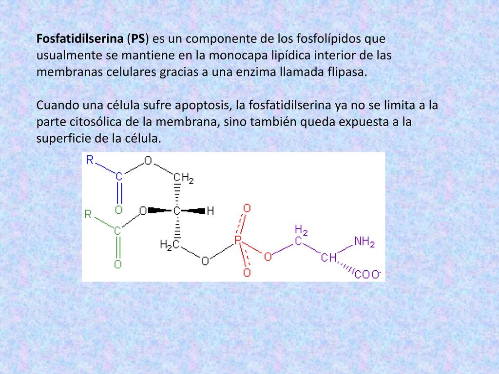 Fosfatidilserina (PS) es un componente de los fosfolípidos que usualmente se mantiene en la monocapa lipídica interior de las membranas celulares gracias a una enzima llamada flipasa.