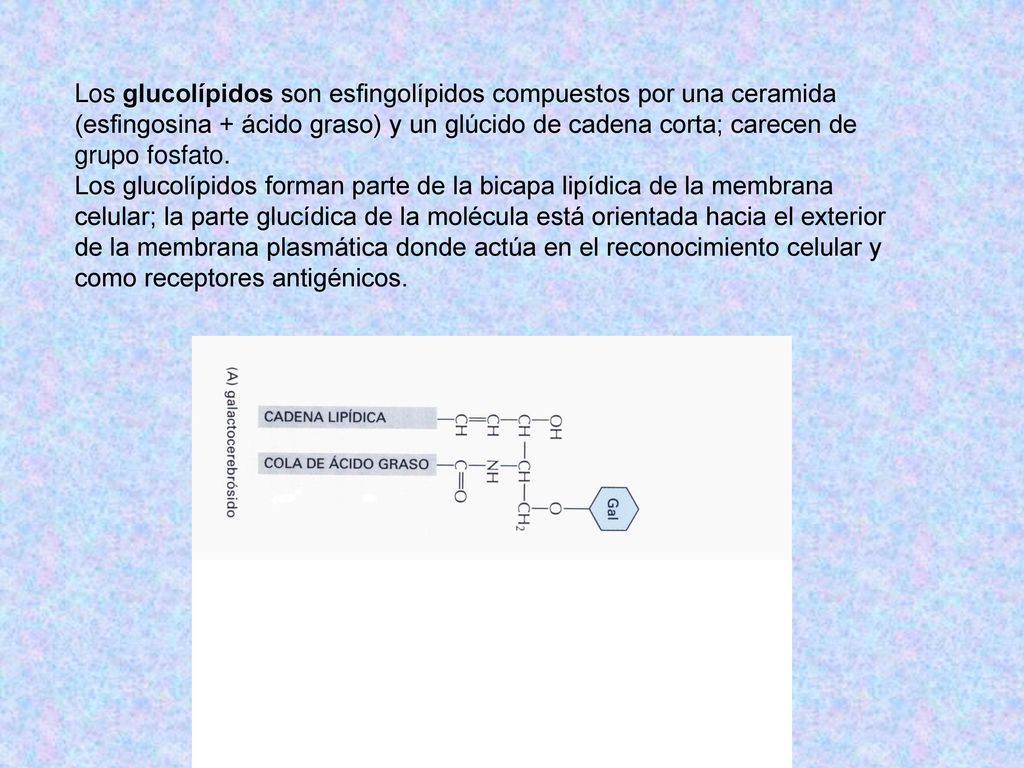 Los glucolípidos son esfingolípidos compuestos por una ceramida (esfingosina + ácido graso) y un glúcido de cadena corta; carecen de grupo fosfato.
