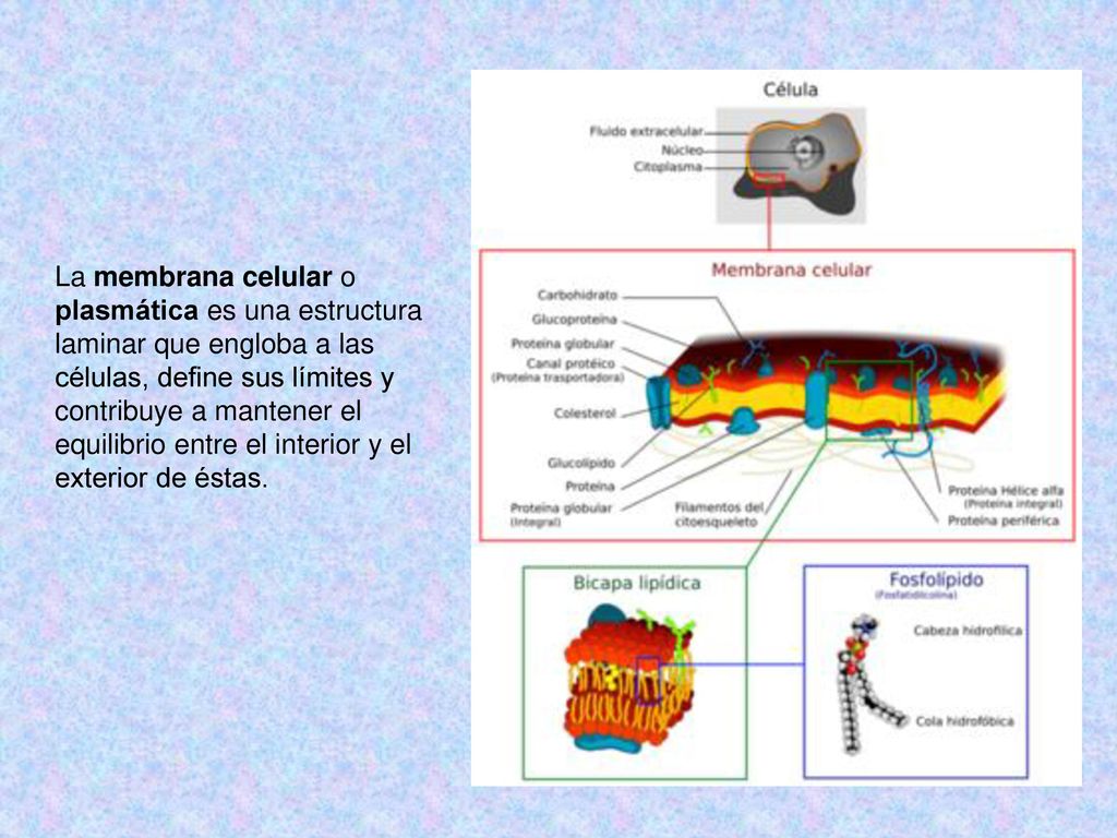 La membrana celular o plasmática es una estructura laminar que engloba a las células, define sus límites y contribuye a mantener el equilibrio entre el interior y el exterior de éstas.