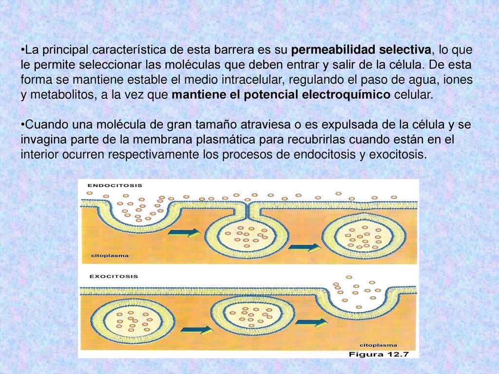 La principal característica de esta barrera es su permeabilidad selectiva, lo que le permite seleccionar las moléculas que deben entrar y salir de la célula. De esta forma se mantiene estable el medio intracelular, regulando el paso de agua, iones y metabolitos, a la vez que mantiene el potencial electroquímico celular.