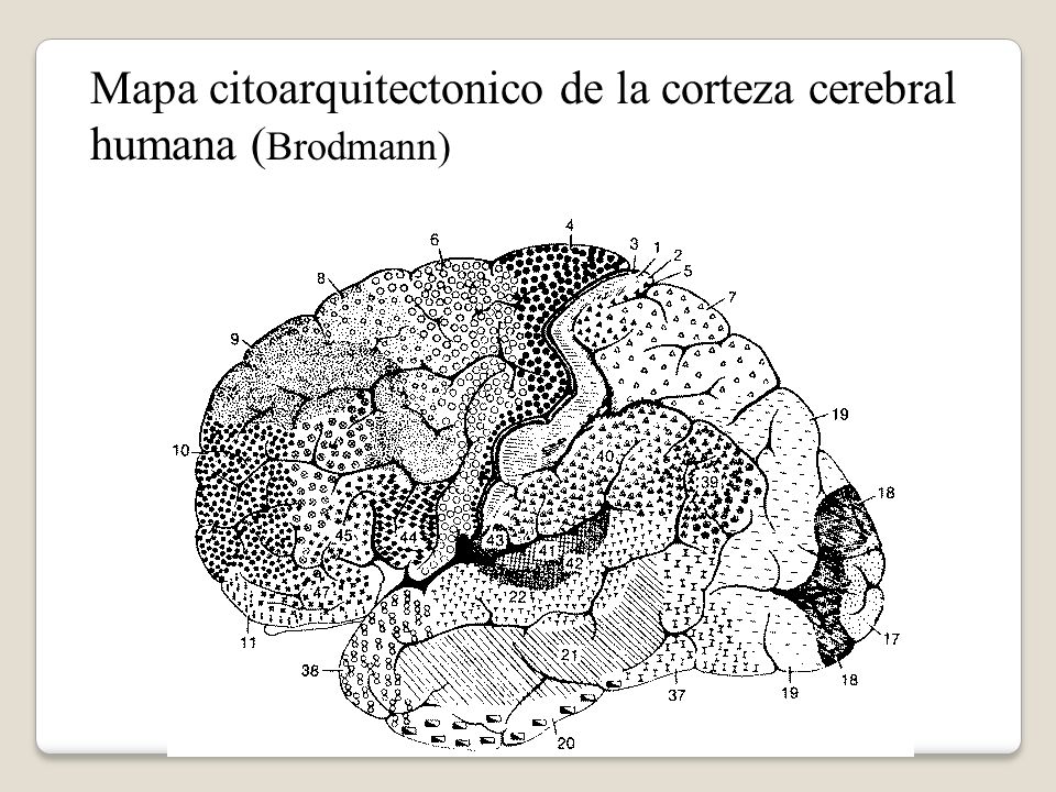 Mapa citoarquitectonico de la corteza cerebral humana (Brodmann)