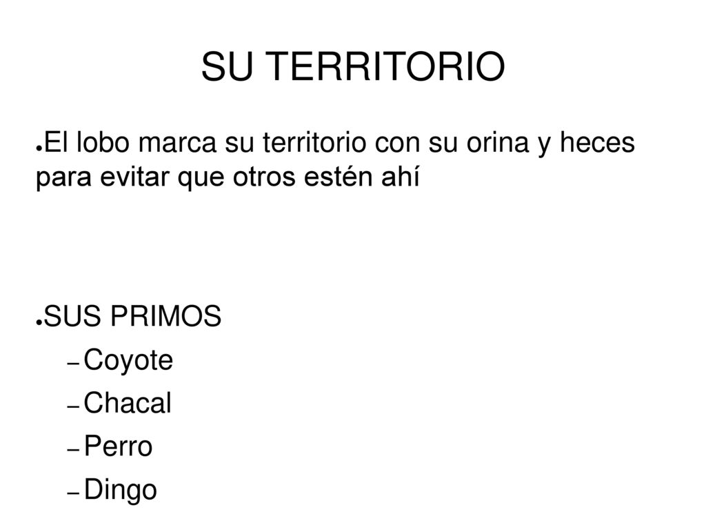 SU TERRITORIO El lobo marca su territorio con su orina y heces para evitar que otros estén ahí. SUS PRIMOS.