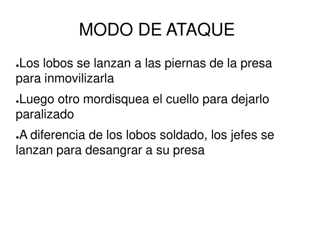 MODO DE ATAQUE Los lobos se lanzan a las piernas de la presa para inmovilizarla. Luego otro mordisquea el cuello para dejarlo paralizado.