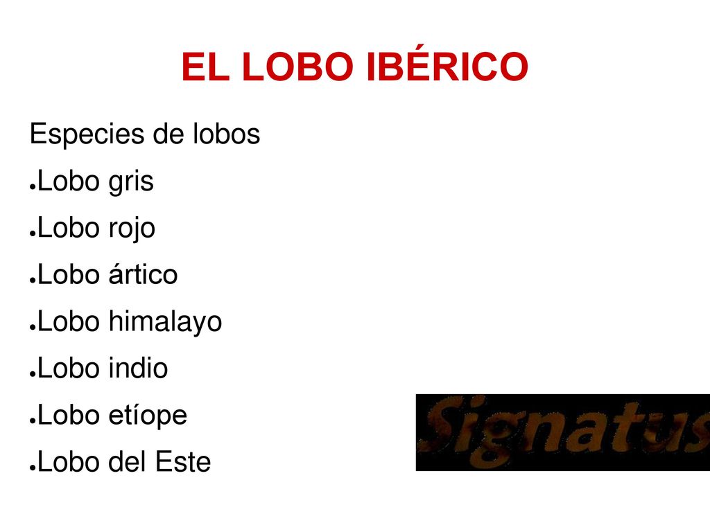 EL LOBO IBÉRICO Especies de lobos Lobo gris Lobo rojo Lobo ártico