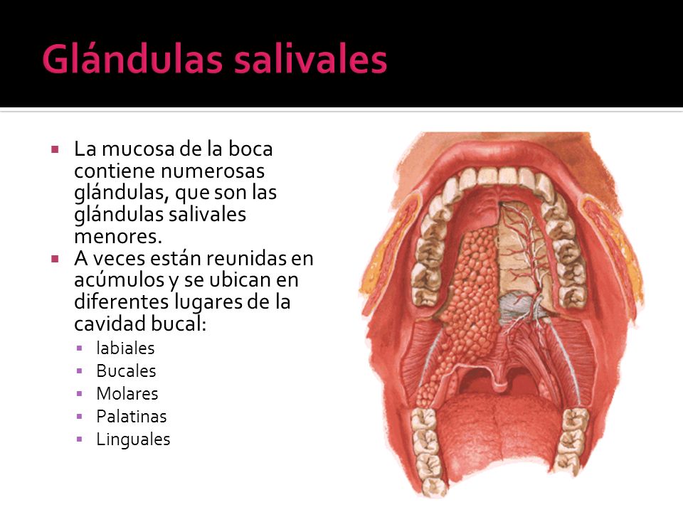 Glándulas salivales La mucosa de la boca contiene numerosas glándulas, que son las glándulas salivales menores.