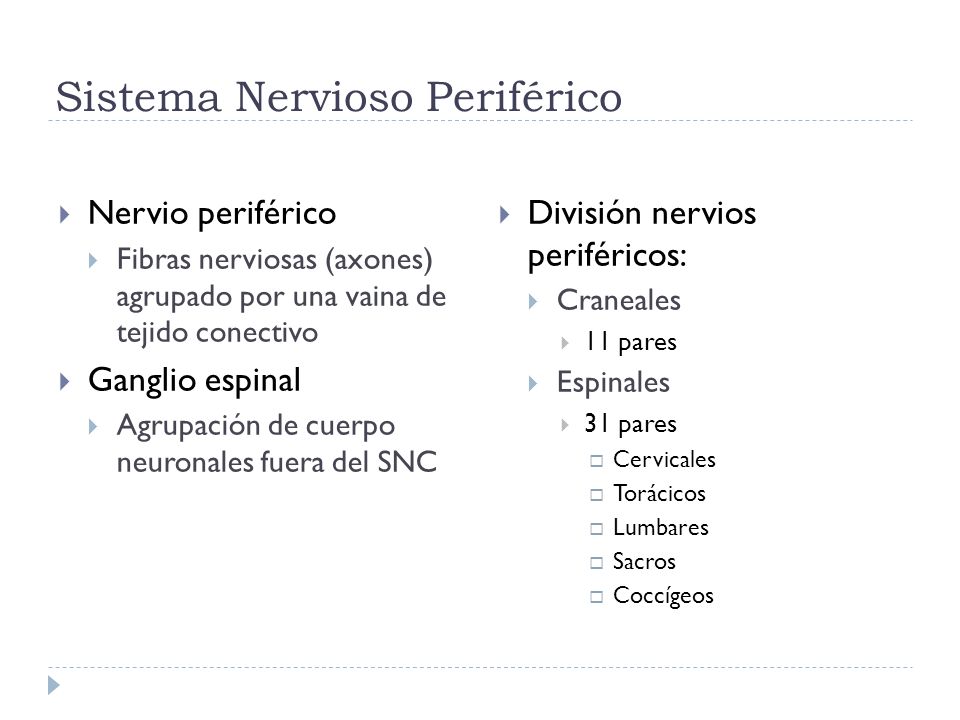 Sistema Nervioso Periférico