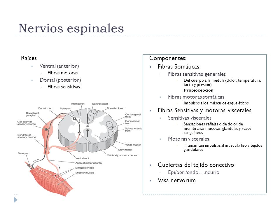 Nervios espinales Raíces Componentes: Fibras Somáticas