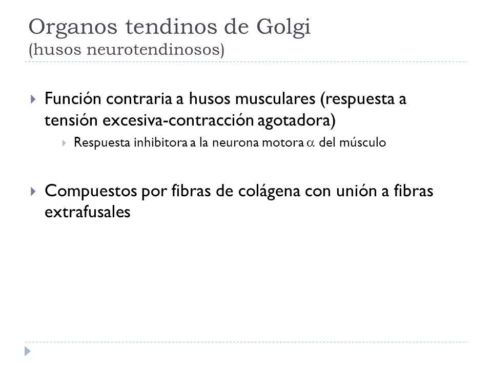 Organos tendinos de Golgi (husos neurotendinosos)
