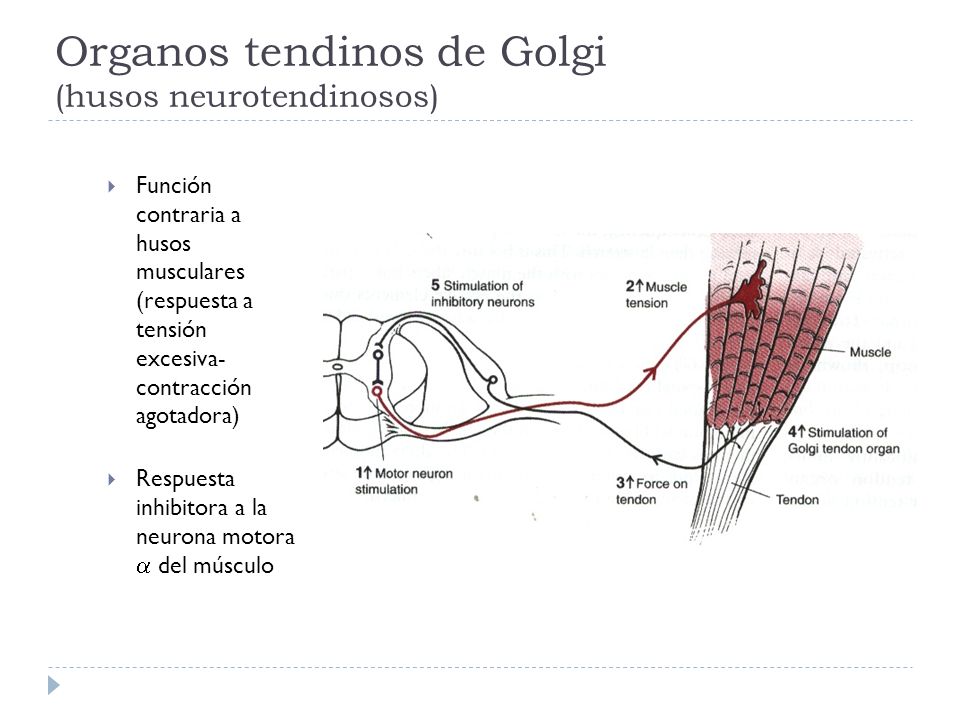 Organos tendinos de Golgi (husos neurotendinosos)