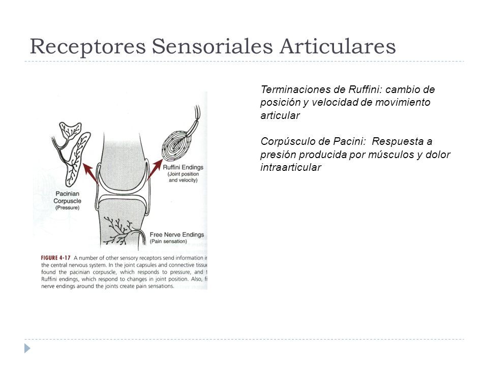 Receptores Sensoriales Articulares