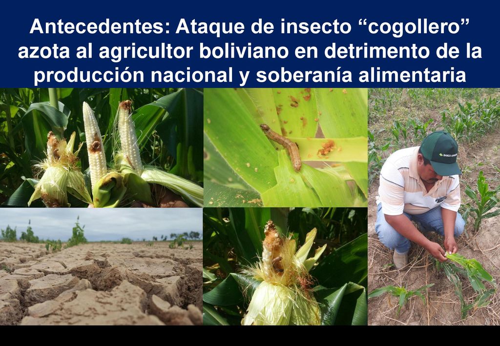 Antecedentes: Ataque de insecto cogollero azota al agricultor boliviano en detrimento de la producción nacional y soberanía alimentaria