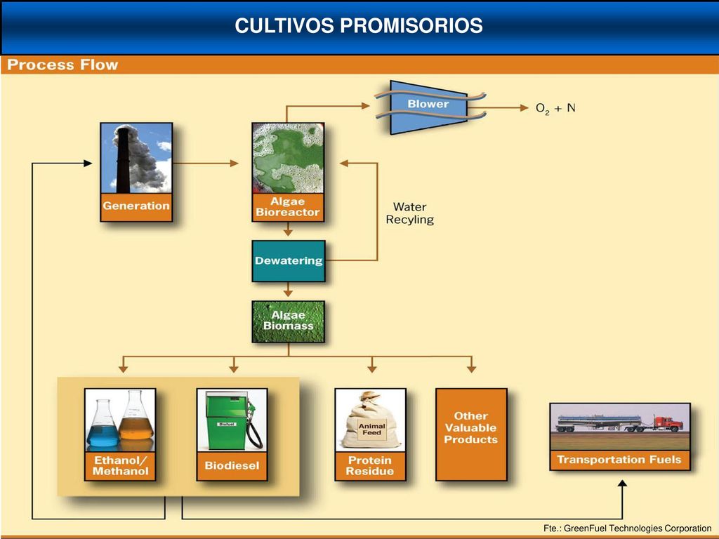CULTIVOS PROMISORIOS Fte.: GreenFuel Technologies Corporation