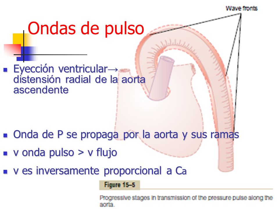 Ondas de pulso Eyección ventricular→ distensión radial de la aorta ascendente. Onda de P se propaga por la aorta y sus ramas.