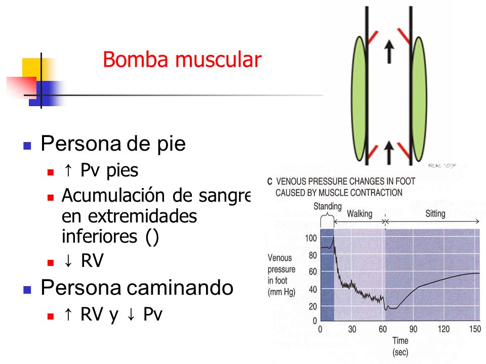 Bomba muscular Persona de pie Persona caminando ↑ Pv pies