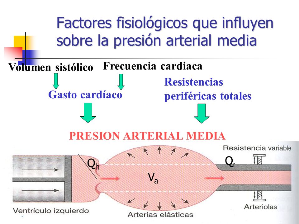 Factores fisiológicos que influyen sobre la presión arterial media