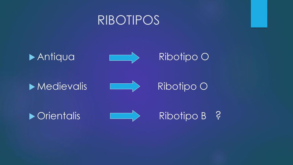 RIBOTIPOS Antiqua Ribotipo O Medievalis Ribotipo O
