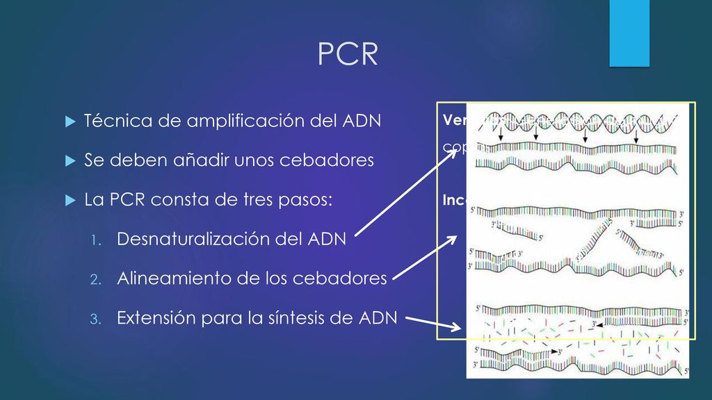 PCR Técnica de amplificación del ADN Se deben añadir unos cebadores