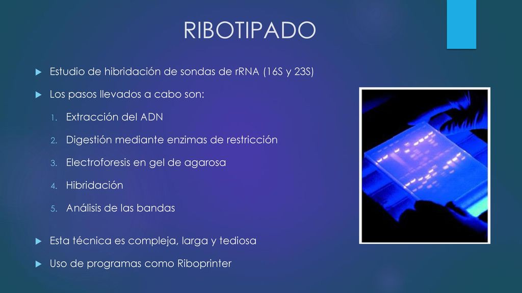 RIBOTIPADO Estudio de hibridación de sondas de rRNA (16S y 23S)