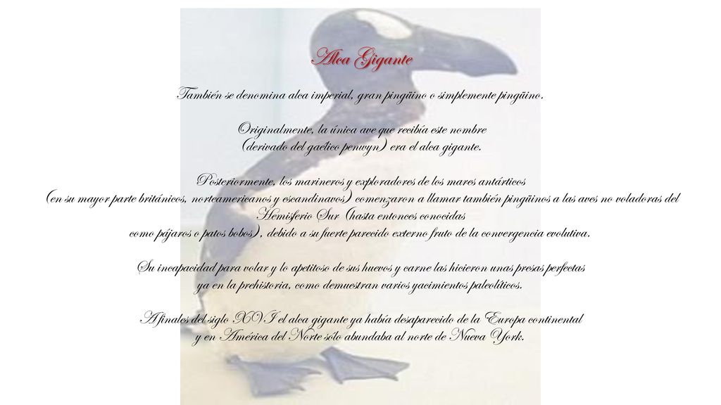 Alca Gigante También se denomina alca imperial, gran pingüino o simplemente pingüino. Originalmente, la única ave que recibía este nombre.
