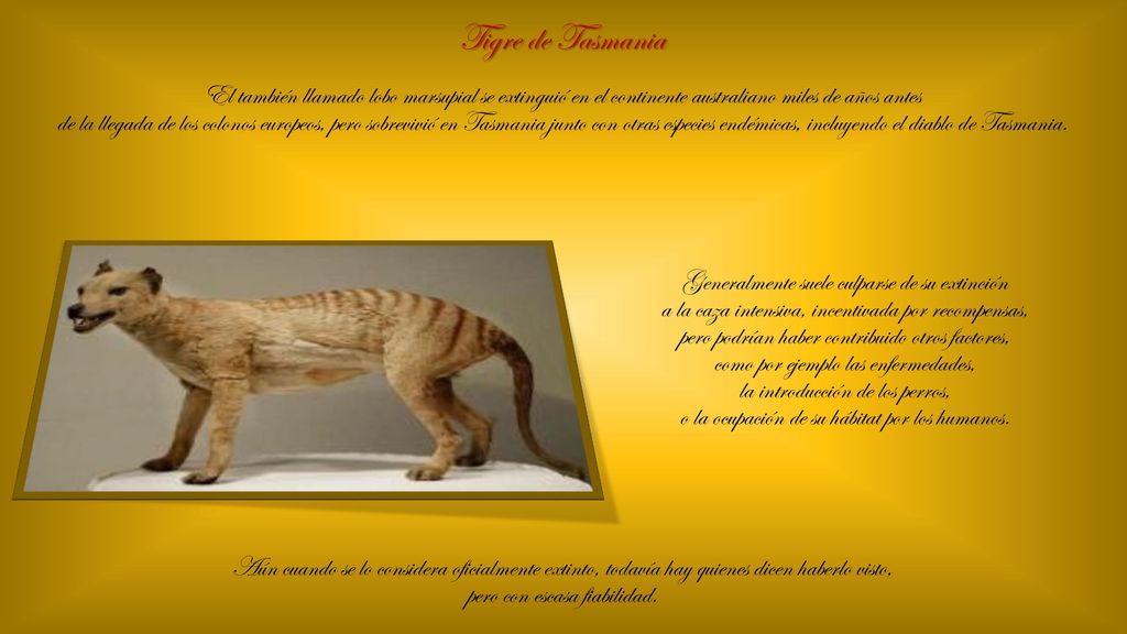 Tigre de Tasmania El también llamado lobo marsupial se extinguió en el continente australiano miles de años antes.