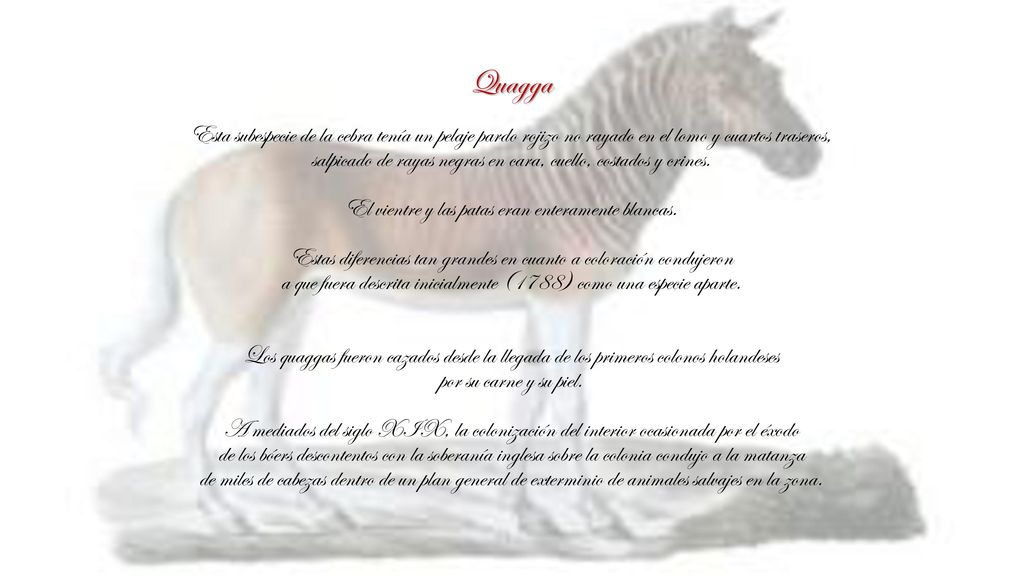 Quagga Esta subespecie de la cebra tenía un pelaje pardo rojizo no rayado en el lomo y cuartos traseros,