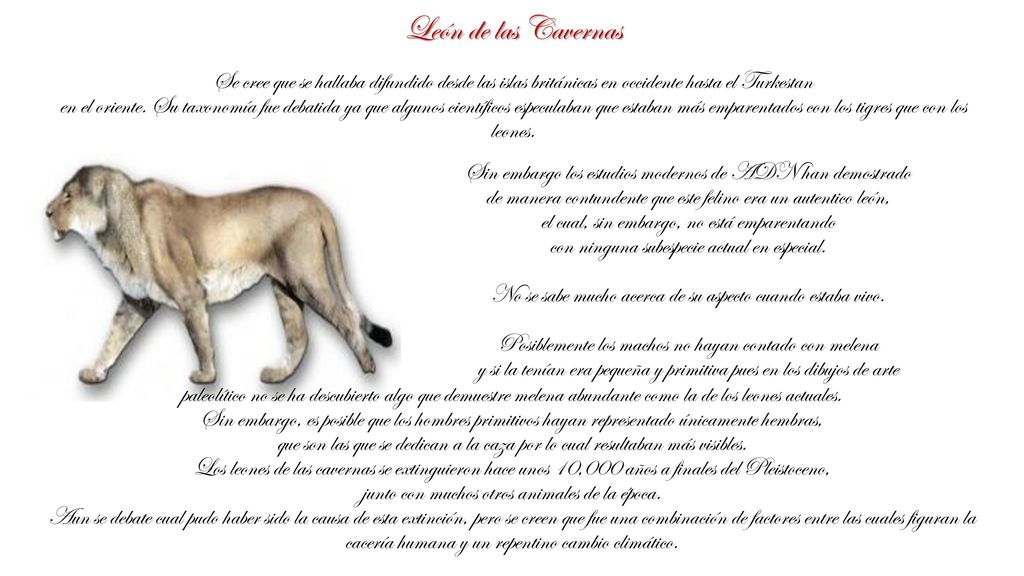 León de las Cavernas Se cree que se hallaba difundido desde las islas británicas en occidente hasta el Turkestan.