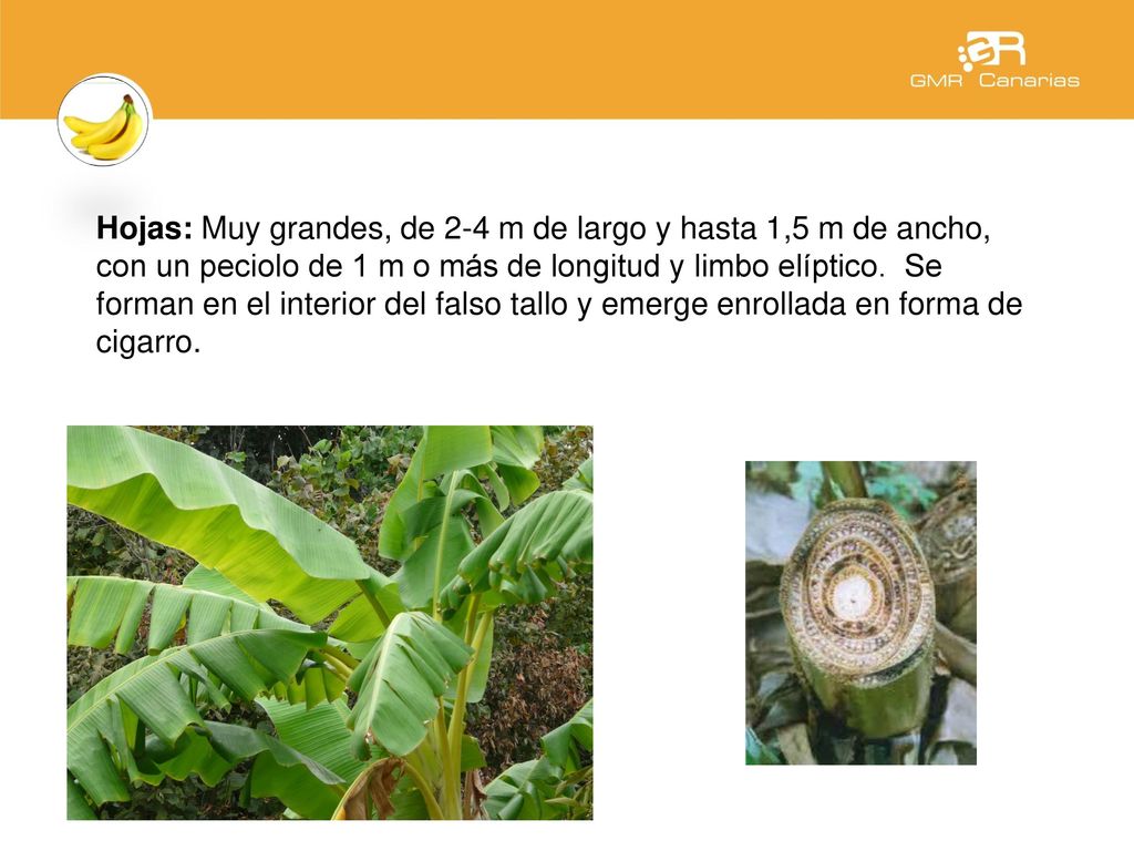 Hojas: Muy grandes, de 2-4 m de largo y hasta 1,5 m de ancho, con un peciolo de 1 m o más de longitud y limbo elíptico.