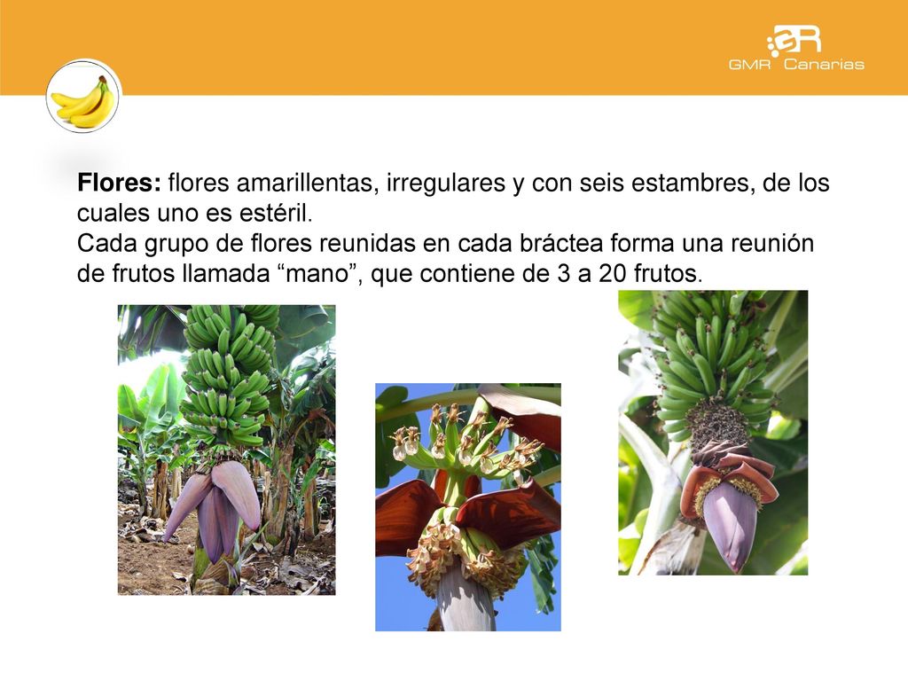 Flores: flores amarillentas, irregulares y con seis estambres, de los cuales uno es estéril.