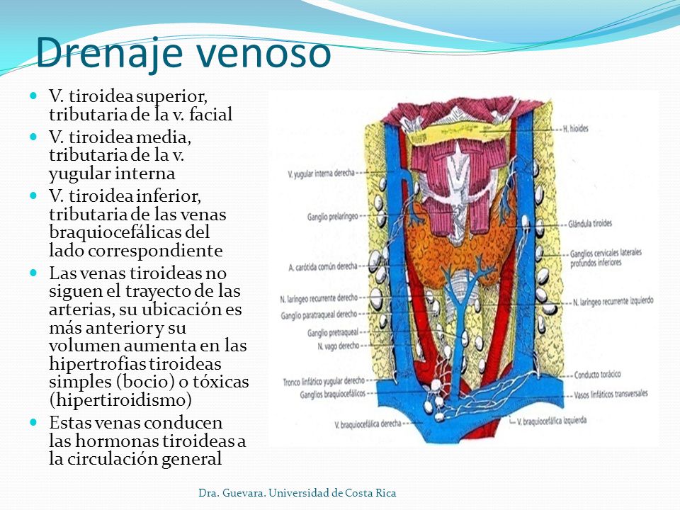 Drenaje venoso V. tiroidea superior, tributaria de la v. facial