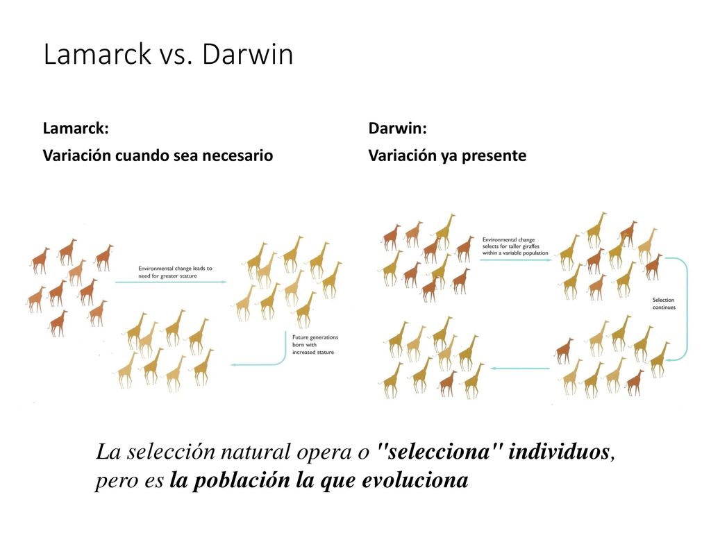 Lamarck vs. Darwin Lamarck: Variación cuando sea necesario. Darwin: Variación ya presente.