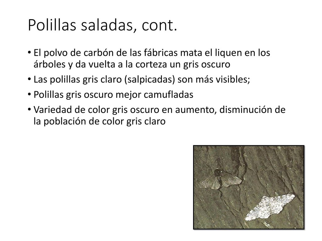 Polillas saladas, cont. El polvo de carbón de las fábricas mata el liquen en los árboles y da vuelta a la corteza un gris oscuro.